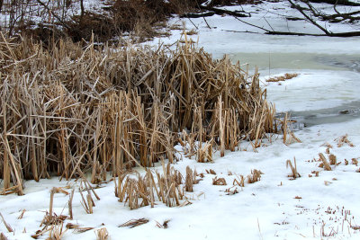 Winter Wetland