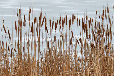 Cattails and Ice