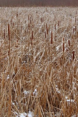 Cattails in the Cold