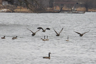 Flight Along the Fox