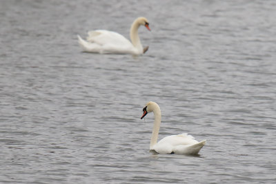 Swans on the River