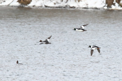 Departing Ducks