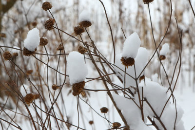 Snow-capped Seeds