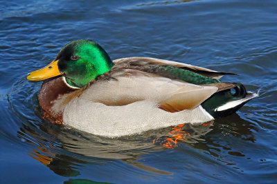 Mallard in the Sun