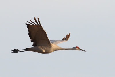 Crane on the Wing