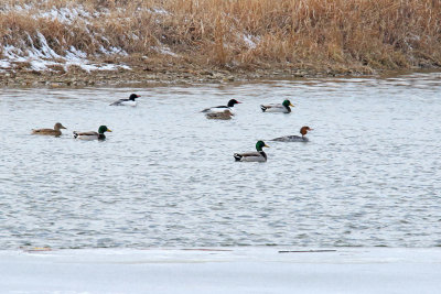 Mallards and Mergansers 