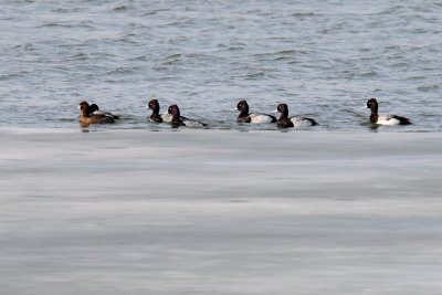 On the Edge of the Ice