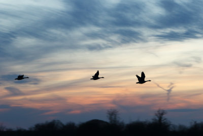 Geese Going By