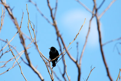 Blackbird and the Moon