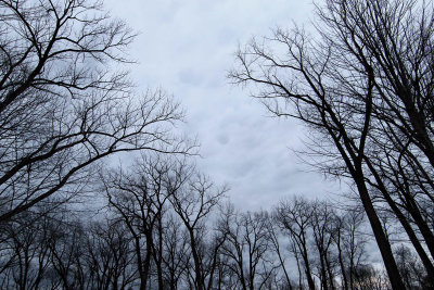 Bare Trees Under a Gray Sky