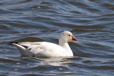 Little White Goose