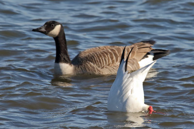 Dissing a Goose