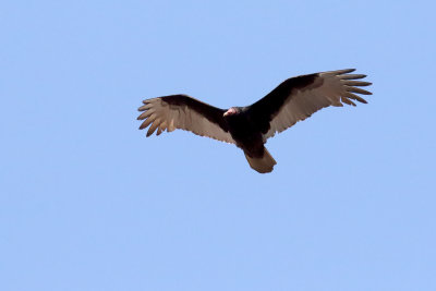 View of a Vulture