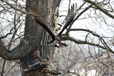 Inbound Buzzard