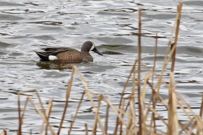 Springtime Swim