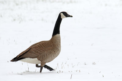 Snow Goose