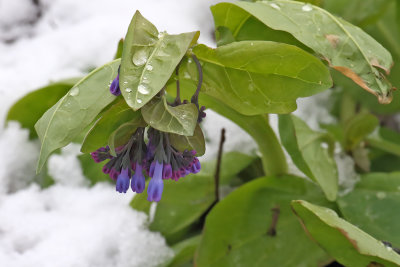 Bluebells and Snow