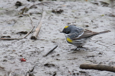 Walking Warbler