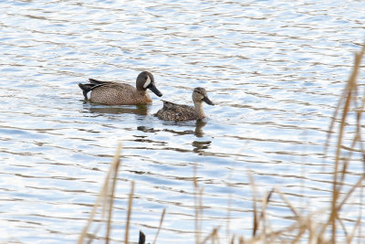 Couple of Ducks