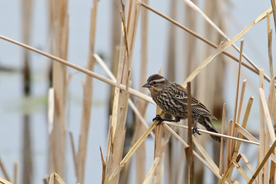 Queen of the Cattails