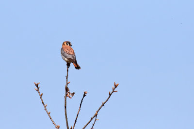 Small Falcon