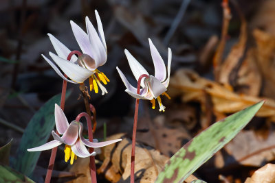 Fleeting Ephemerals