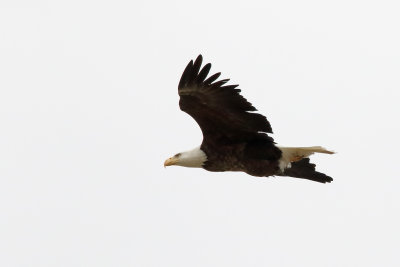Eagle Flyby