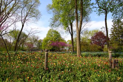 Tulip Time