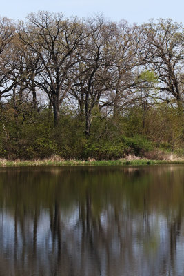 Spring Reflections