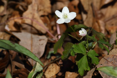 Small Flowers in the Forest