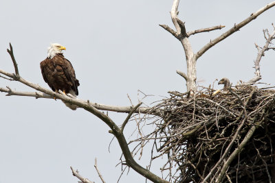 Eagle and Eaglet