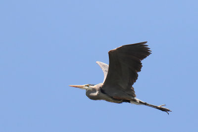 Heron on the Wing