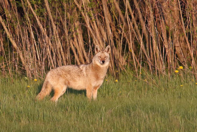 Casing Coyote