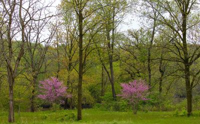 Forest in Bloom