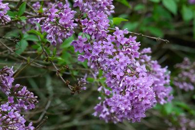 Lilacs in Lavender