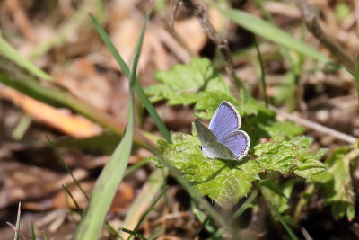 A Splash of Blue