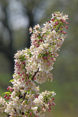 Flowers on a Stick