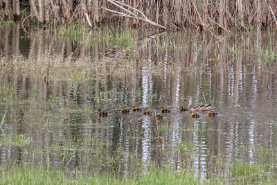 Nine Little Ducklings