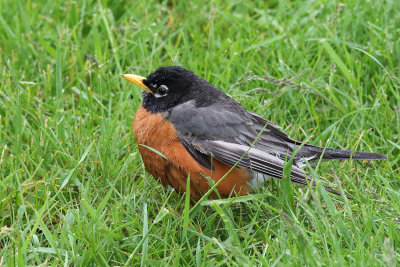 Robin in the Rain