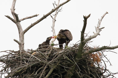 Hungry Eaglet