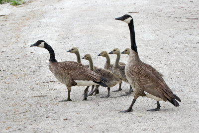 Goose Family Crossing