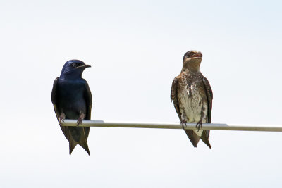 Birds on a Bar