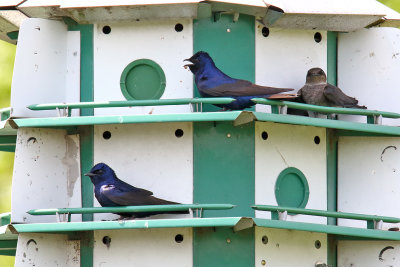 Birds in Blue