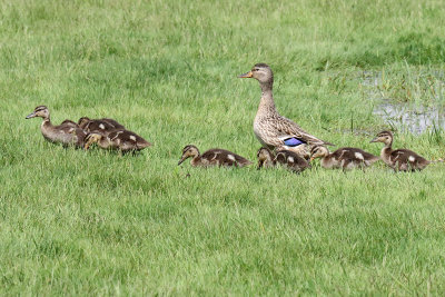 Family Outing