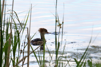 Swimming the Shoreline