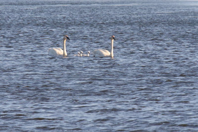 Stately Swans