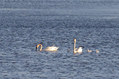 Swans on a Swim