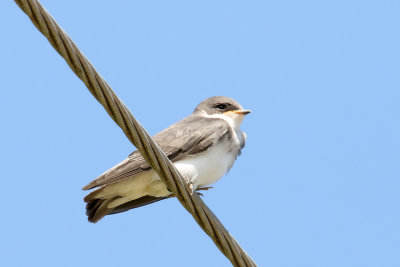 Swallow on a Wire