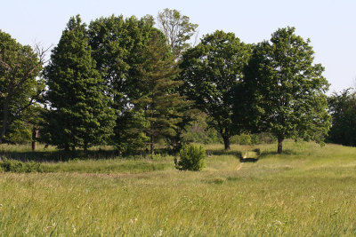 Prairie and Woods