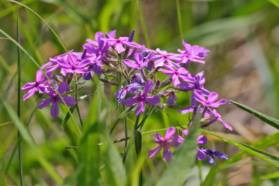 Phlox on the Prairie